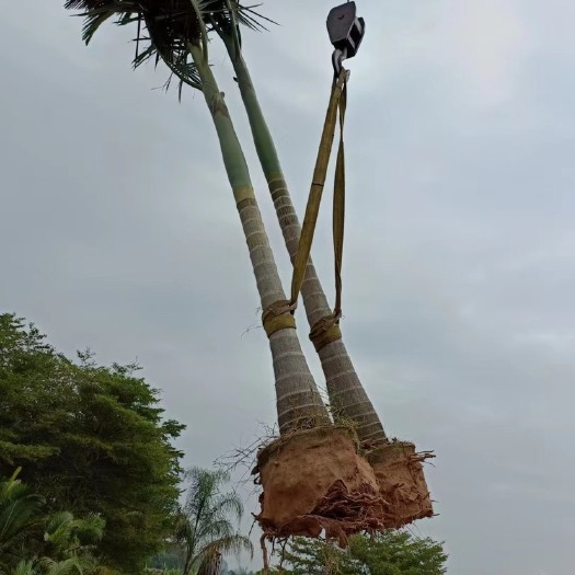 漳州假槟榔棕榈树苗木福建漳州假槟郎种植基地苗农一手货源直销批发