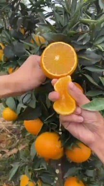 眉山爱缓果粒橙小果中果电商货