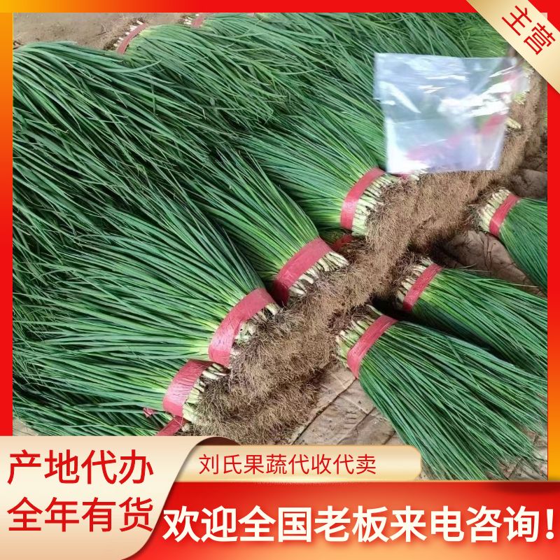 邯郸邯郸永年精品香葱 小刚葱