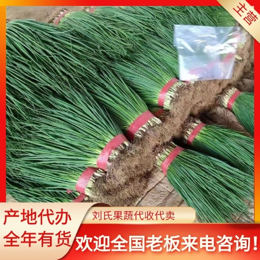 邯郸邯郸永年香葱 小刚葱