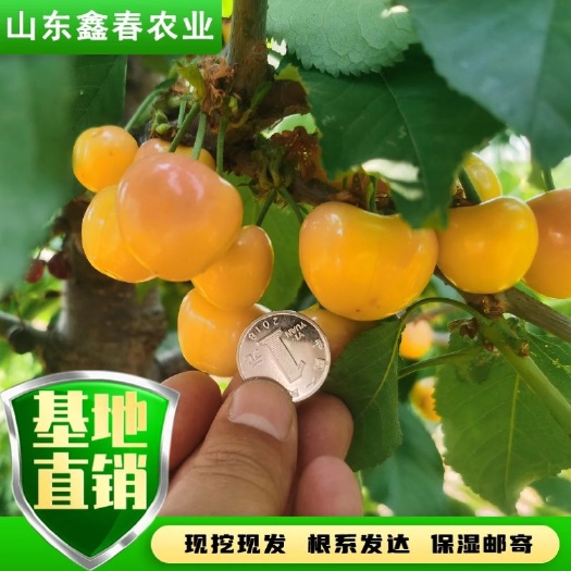 鲁樱五号辉煌1-5吉塞拉矮化车厘子大樱桃黄果樱桃树苗