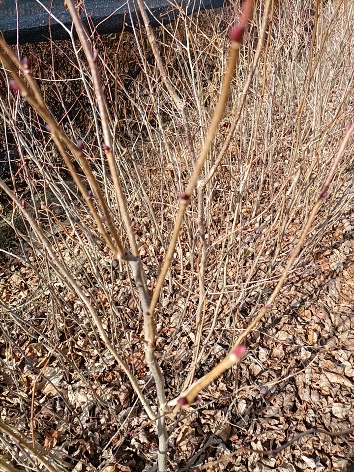 紫椴树苗