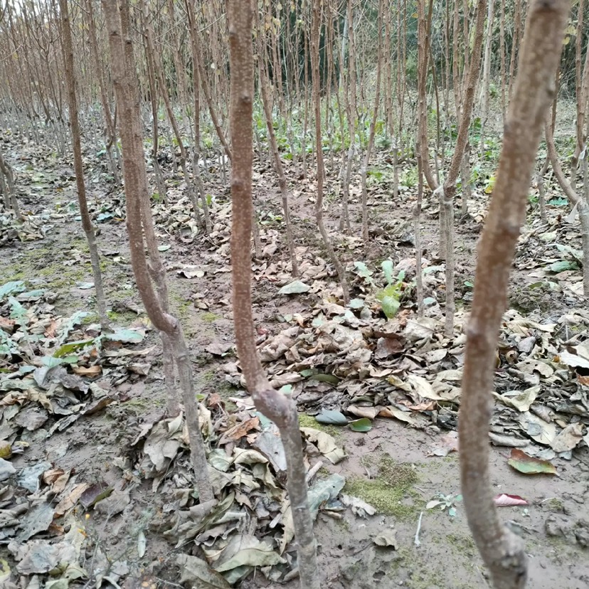 基地直供凯特，金太阳等杏树苗，各种新品种规格齐全，现挖现发货