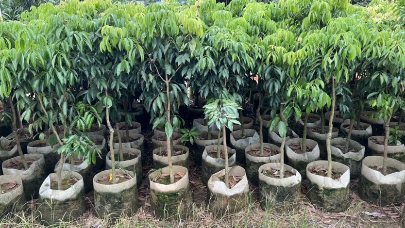惠州桂味荔枝树中规格果树品种