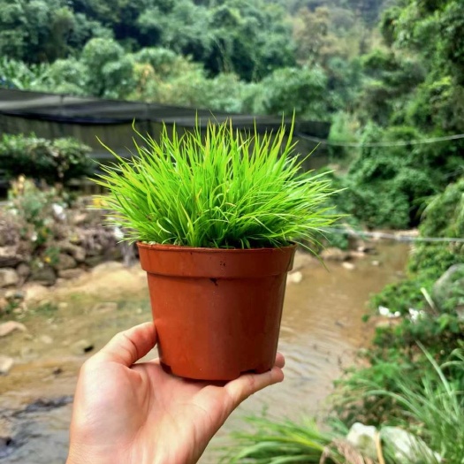 南靖县黄金姬菖蒲