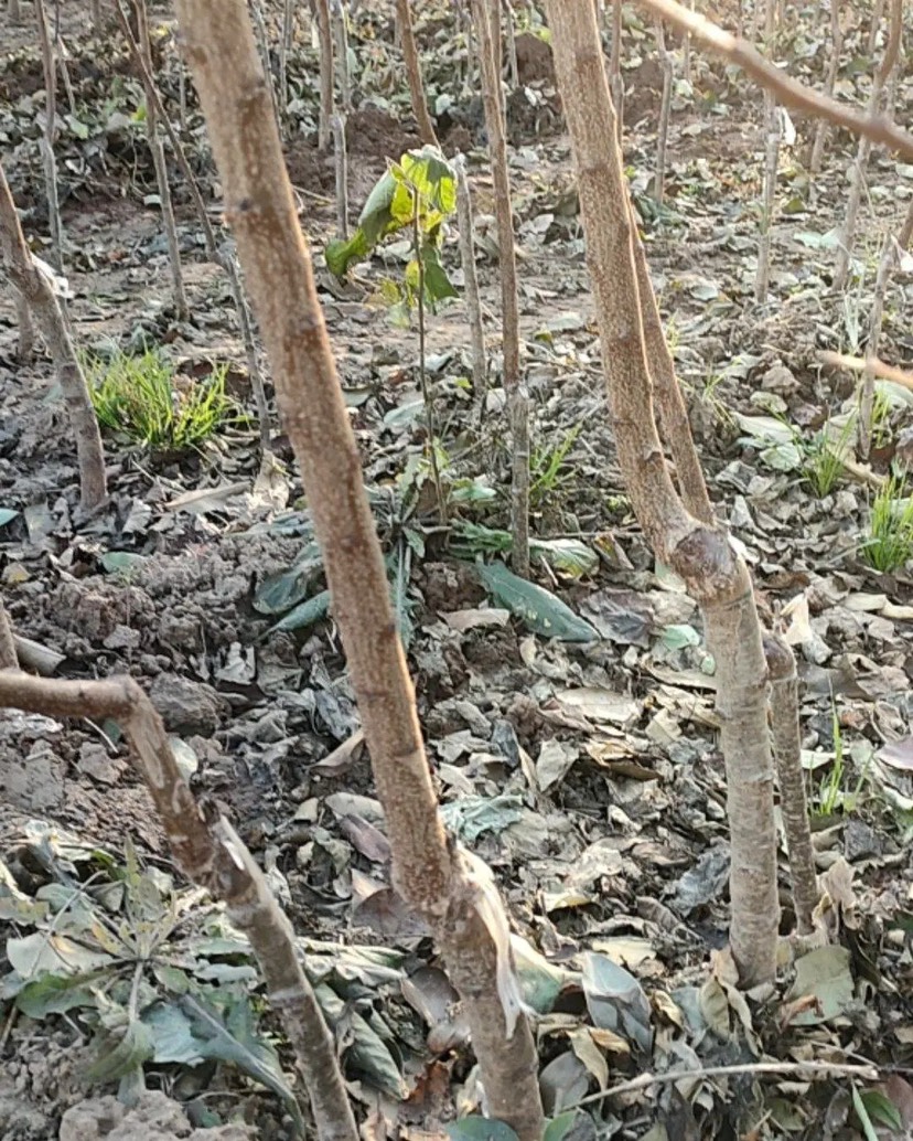 基地直供凯特，金太阳等杏树苗，各种新品种规格齐全，现挖现发货