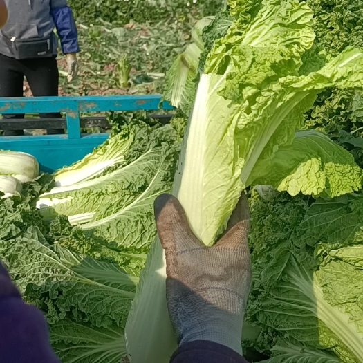 晋中白菜