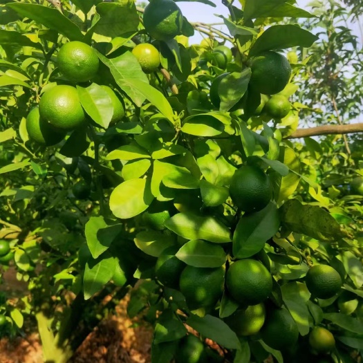 东莞市 无籽青柠檬，皮薄多汁，味道浓香，一手货源品质保障，奶茶店