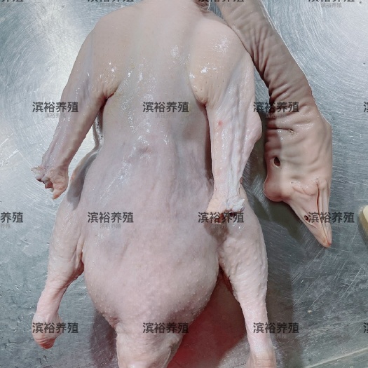 汕头狮头鹅 烧鹅