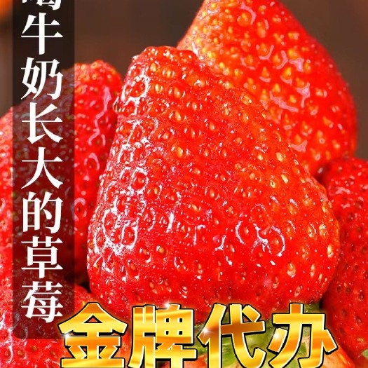 德昌县四川凉山奶油冬草莓电商团购市场供应奶香黔莓实力供应