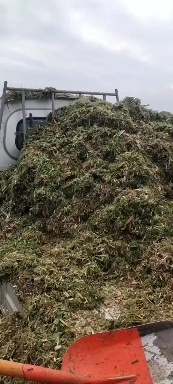 泸县聚能牧草，营养价值高，成本低，