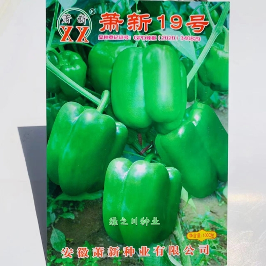 早熟长方灯笼型甜椒种籽 安徽萧新19号大甜椒种子口味甘甜肉厚