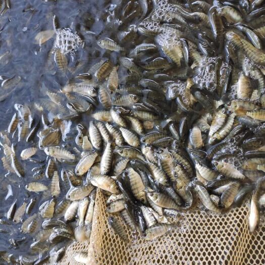 高州市罗非鱼苗（海南壹号、新吉富、奥尼罗非）罗非鱼苗福寿鱼鱼苗