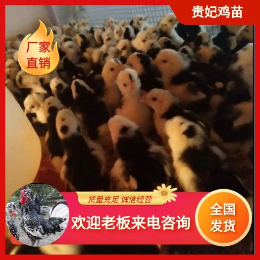 南宁贵妃鸡苗 统货