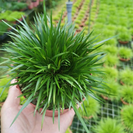 南靖县金钱菖蒲