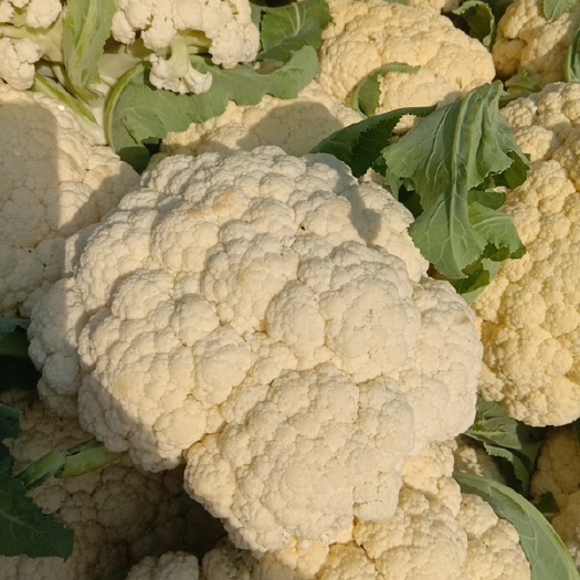 砀山县白花菜花