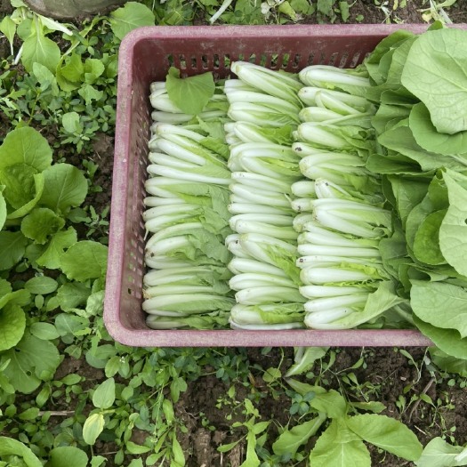 绵阳小白菜