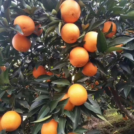 秭归县湖北秭归脐橙产地大量披发，果园看货，现订现摘，一件代发