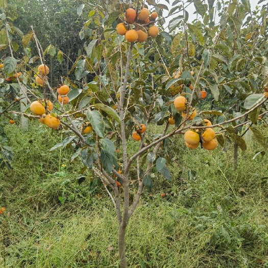 3-8公分精品柿树苗，有阳丰甜柿，新东阳甜柿，小伙罐柿树等
