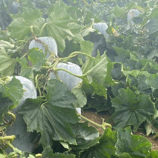 北海广西水桶坐瓜，瓜型漂亮，质量保证，货源充足 ，产地直发
