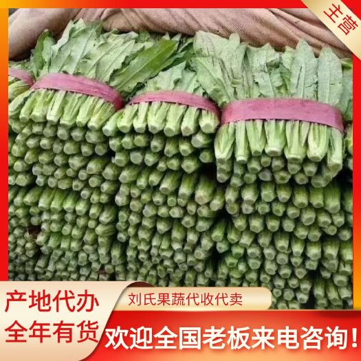 邯郸青油麦 油麦菜