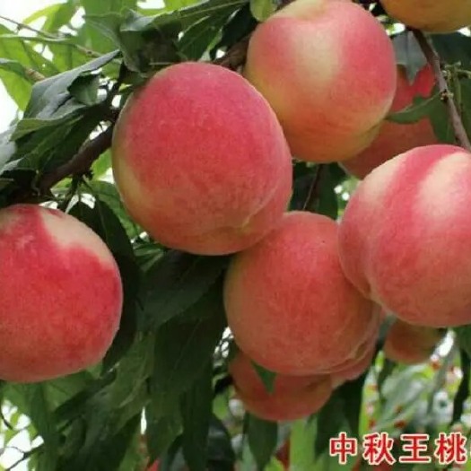 武陟县中秋王桃，中桃8号，中桃9号中桃22等各种优质桃树苗基地直销