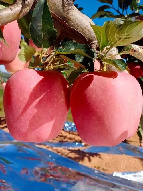 武陟县苹果树苗：长年大量供应1一5公分优质品种苹果树，现挖现发货