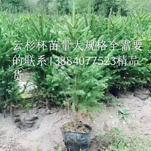 云杉杯苗一米以上的精品杯苗18和21杯有十万货质量如图上的