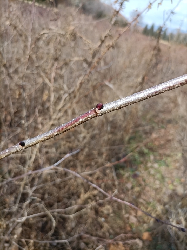 紫椴树苗