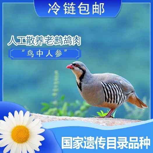 四会市3百天老鹧鸪