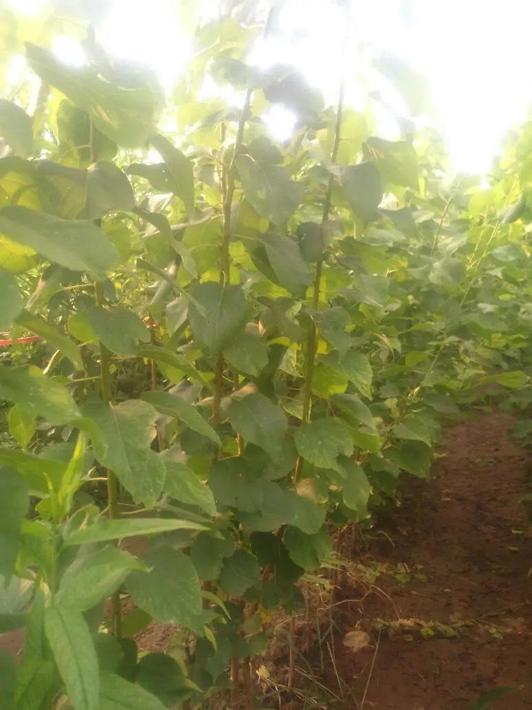 基地直供凯特，金太阳等杏树苗，各种新品种规格齐全，现挖现发货