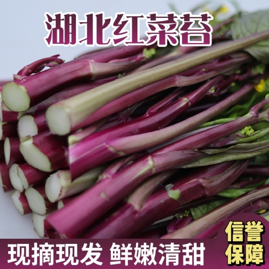当阳市新鲜红菜苔，湖北红菜苔迟熟，红菜心