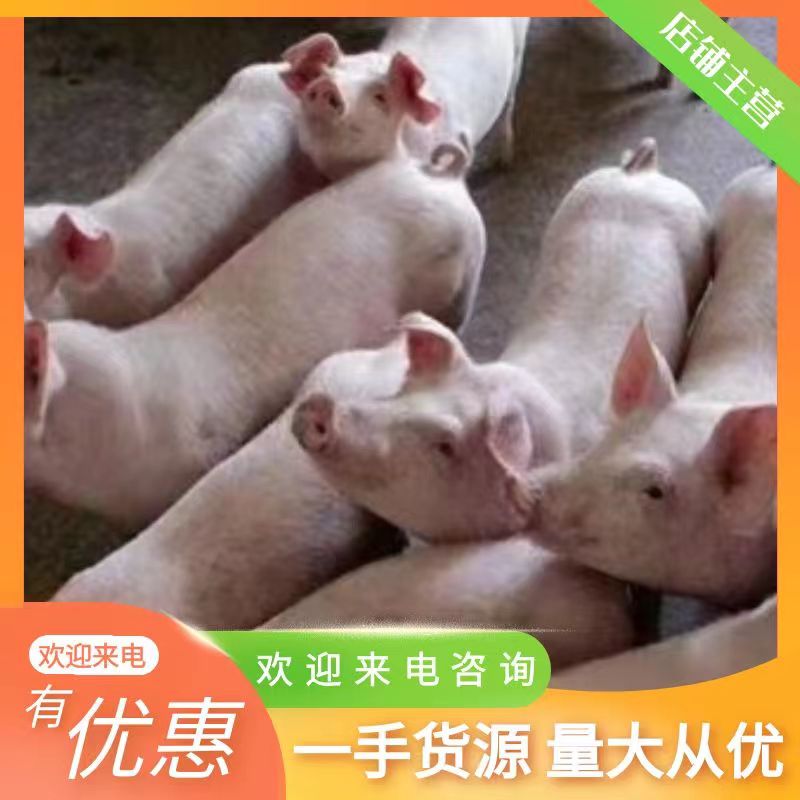 沂水县三元仔猪，母猪，长白猪场看货，品种齐全，防疫严格，送猪到家