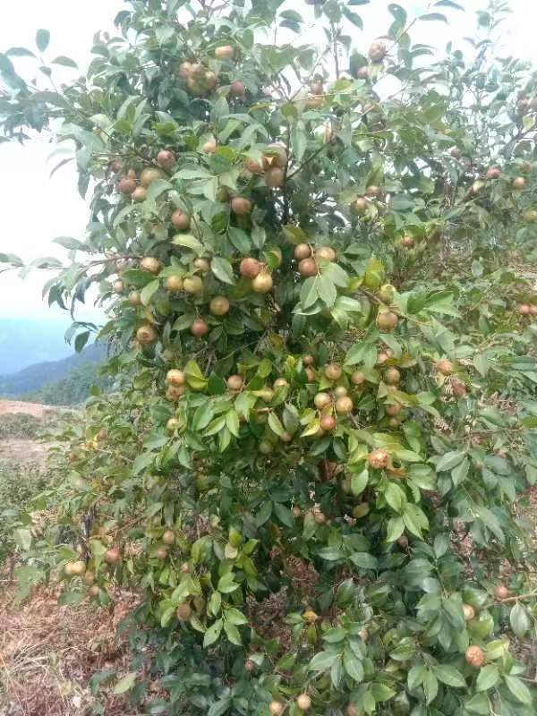 茶籽高山茶青果