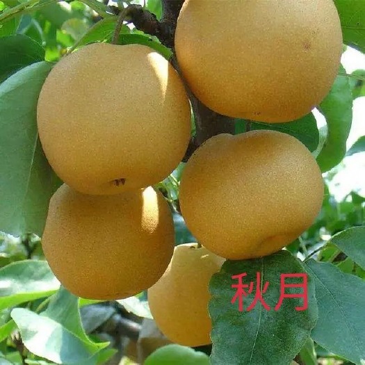 武陟县梨树苗基地直销秋月梨口感好，果个大，果核小，汁多脆甜，产量高