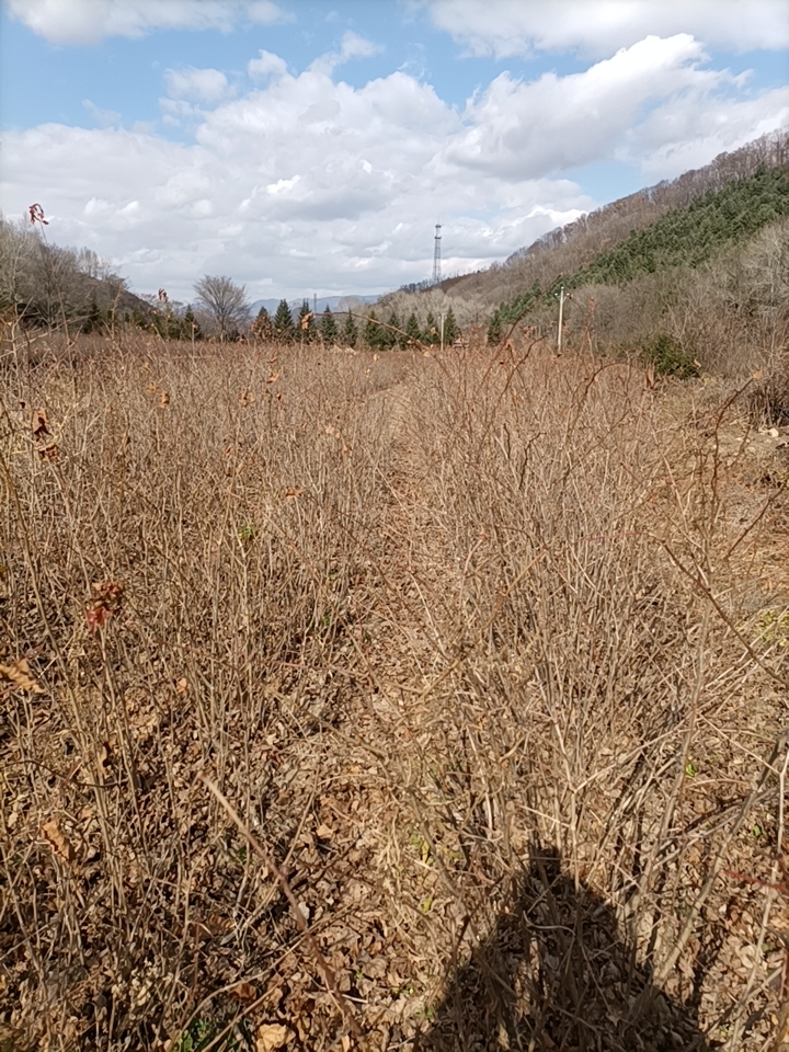 紫椴树苗