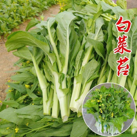 白菜苔，苔粗色白，口感清脆