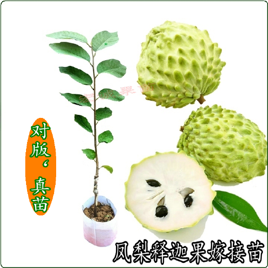 容县释迦果树苗凤梨释迦果