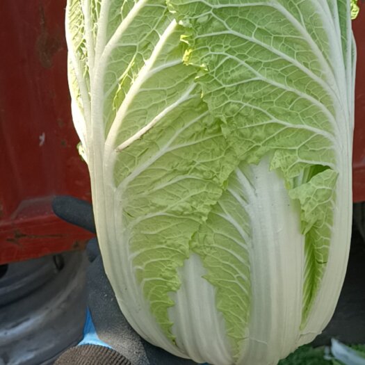 晋中黄心大白菜