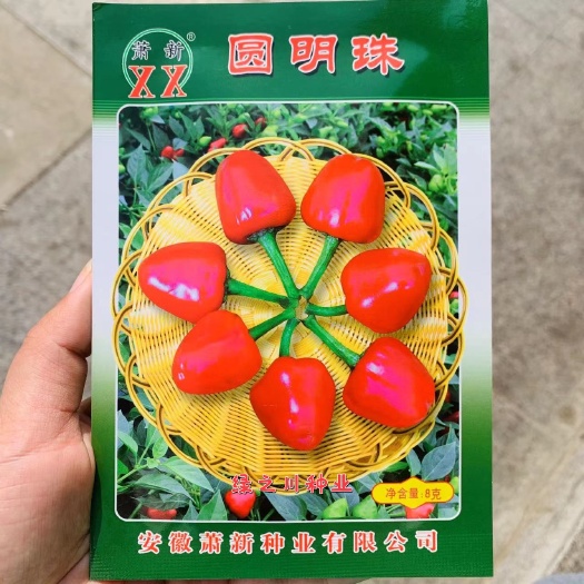 沭阳县萧新圆明珠草莓椒种子 辣味浓烈加工干制腌制红辣椒种子基地专用