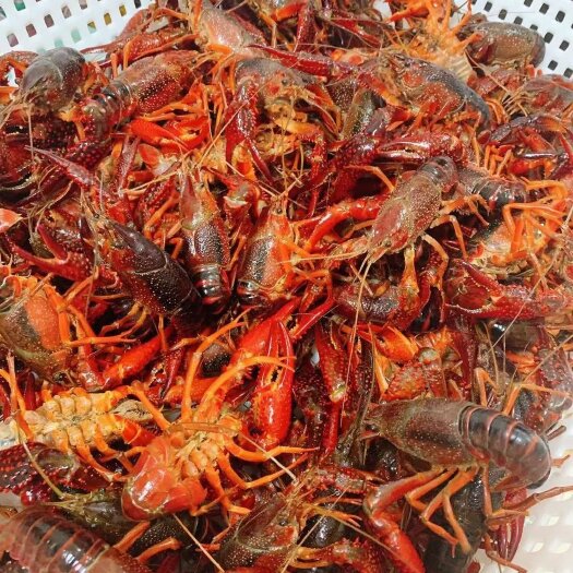 潜江市潜江小龙虾