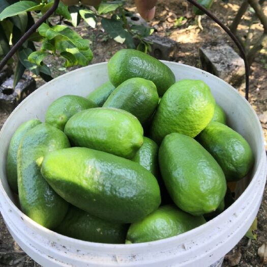 容县广西农产香水柠檬台柠青皮无籽一级果新鲜水果奶茶店专用
