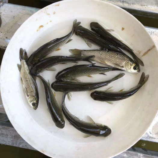 成都草鱼苗