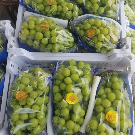 晋州市阳光玫瑰玫瑰香葡萄，滕稔葡萄，乒乓球葡萄