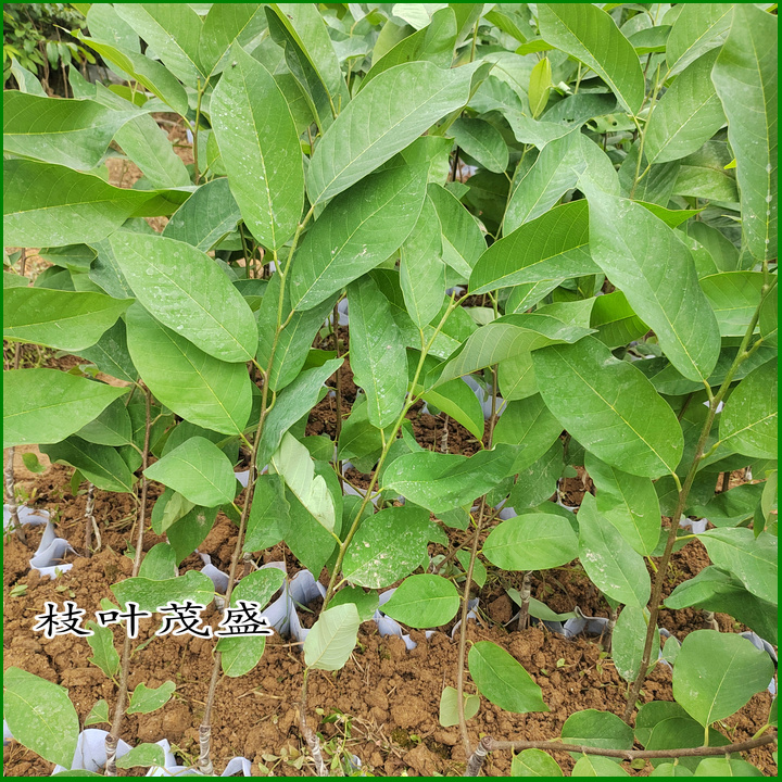 释迦果树苗凤梨释迦果