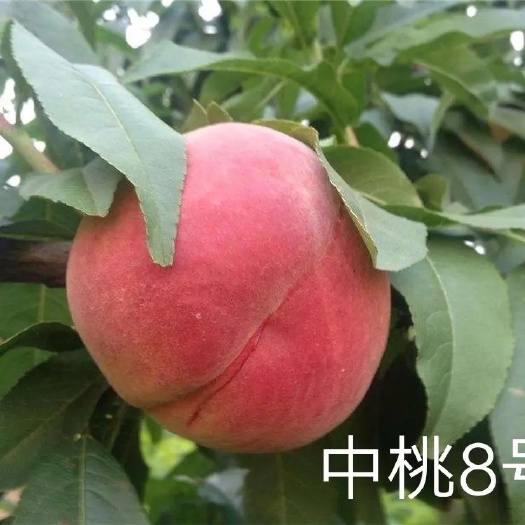 武陟县中桃8号等桃树苗，基地直销，现挖现发