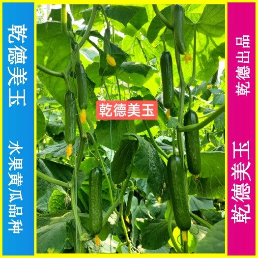 青岛乾德美玉水果黄瓜种子全雌一节一瓜黑油亮口感好