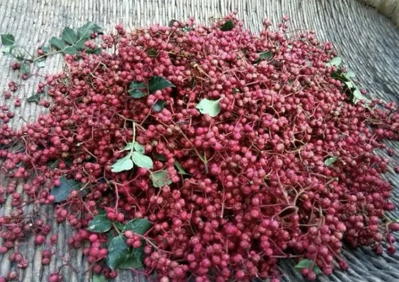 武陟县基地直销大红袍花椒苗200万棵，现挖现发货。