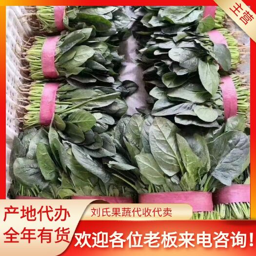 邯郸菠菜