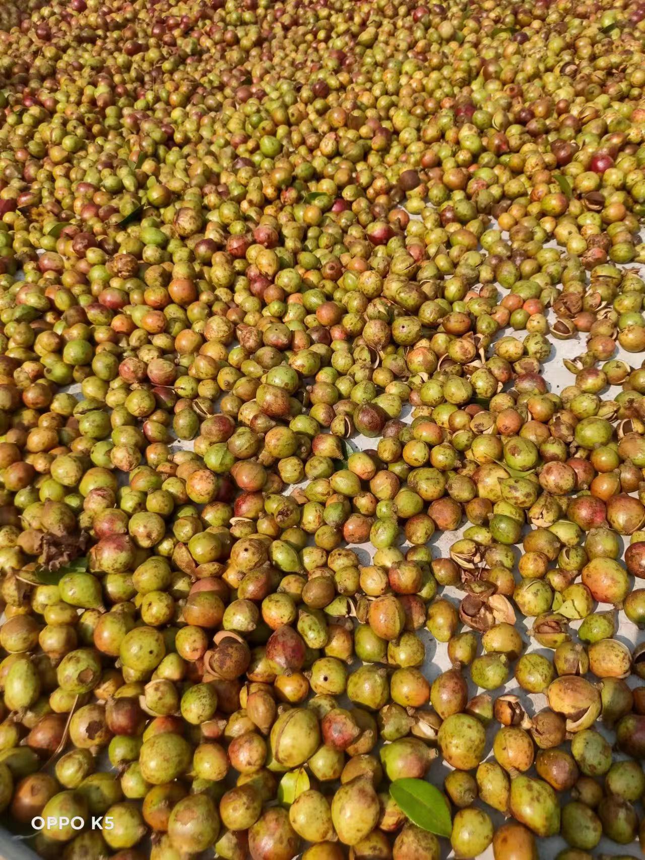 茶籽高山茶青果